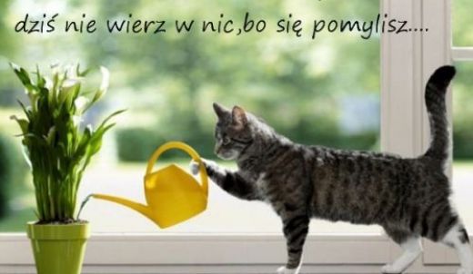 Dzień bez plecaka