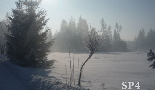 Dzień Sportu